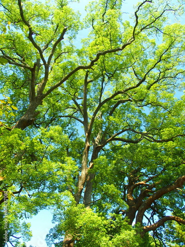 初秋の公園の楠と青空