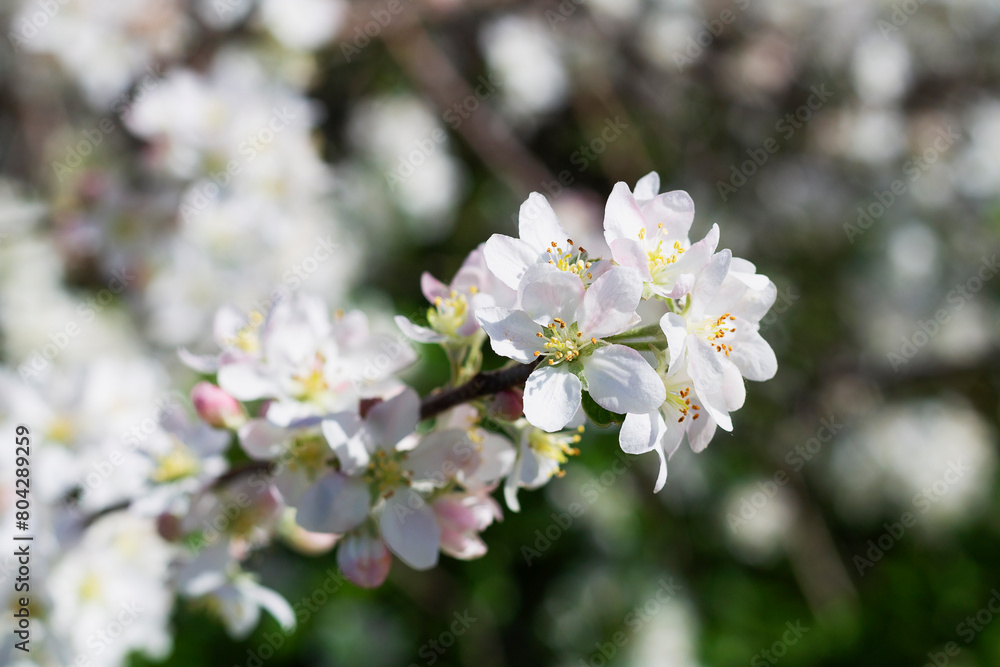 Fototapeta premium close-up of white flowers on the branches of a blossoming apple tree in spring with green leaves and blue sky as the background. copy space.