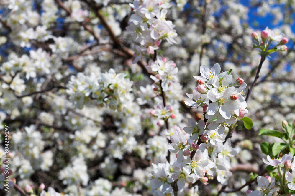 tree blossom in spring. white flowers on the branches of a blossoming apple tree in spring as the background. tree blossom in spring. white flowers on the branches of a blossoming apple tree in spring as the background.