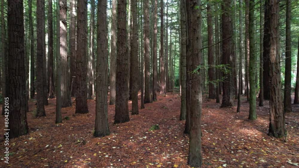 Drone video through redwood forest in New Zeland Drone video through redwood forest in New Zeland