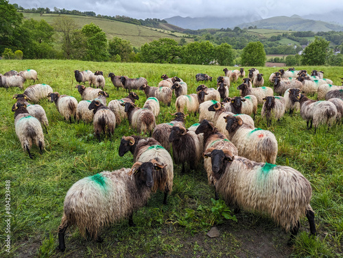 Entre montanhas e verdes pastos, um rebanho de ovelhas a pastar numa fazenda rural num dia muito nublado photo