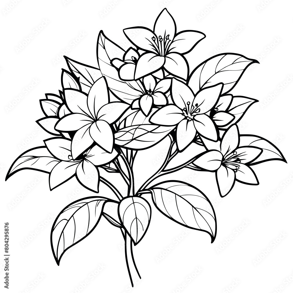 Jasmine Flower Bouquet outline illustration coloring book page design ...