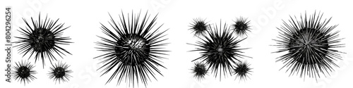 Set of Sea urchin isolated on transparent background png cutout