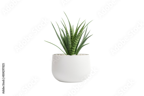 A Haven for Growth  Lush Greenery in a White Planter.. On a White or Clear Surface PNG Transparent Background.