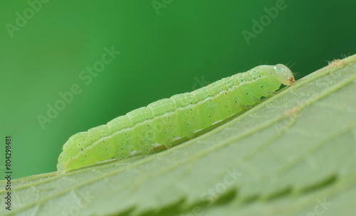 Caterpillar in green landscape is eating a leaf. Enlargement of butterfly green worm.
