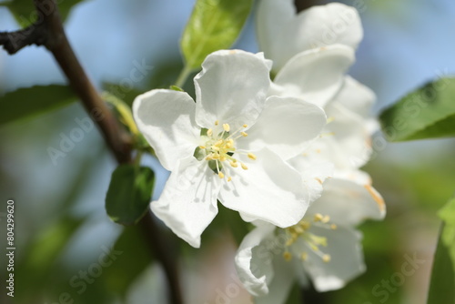 Apple tree spring beautiful blossom. Flower close up