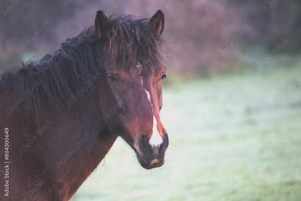 Obraz premium Portrait of a horse. Brown wild horse looking at camera. Animal. No people.