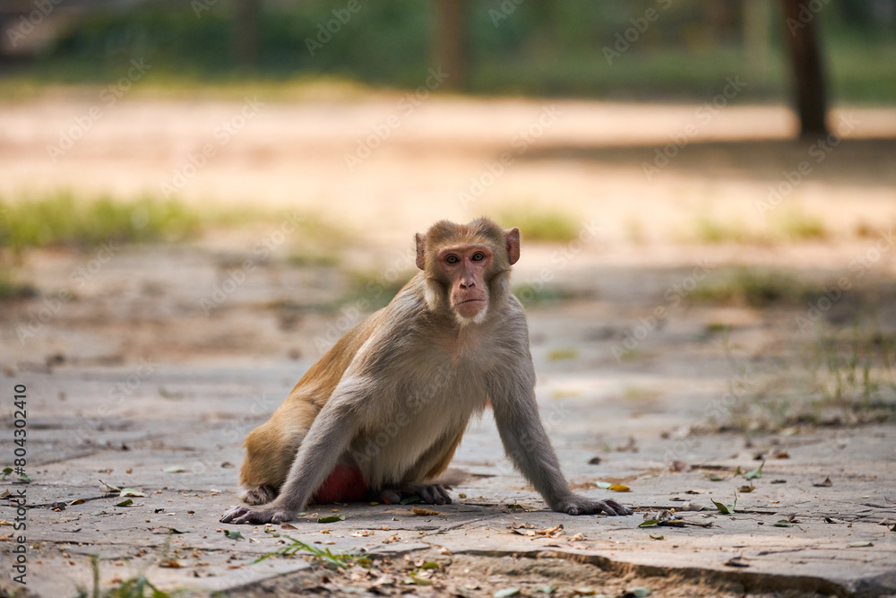 Cute little monkey sits on ground in public park in India against green plants backdrop and gazed curiously at camera, symbolizing harmonious coexistence of wildlife and humanity