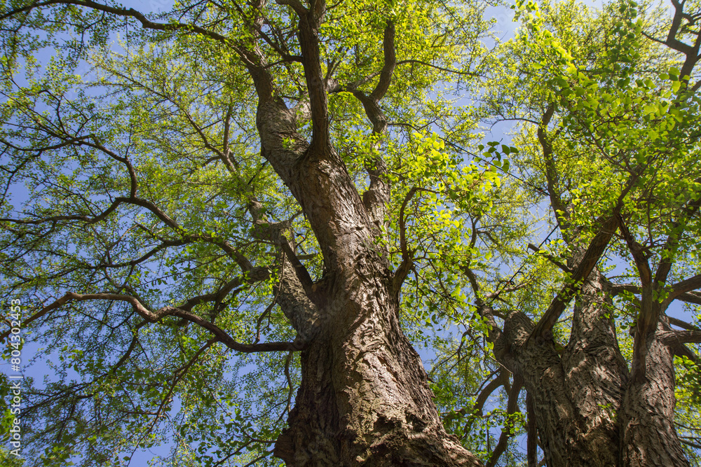 The Ginkgo biloba (maidenhair tree) tree seen upwards