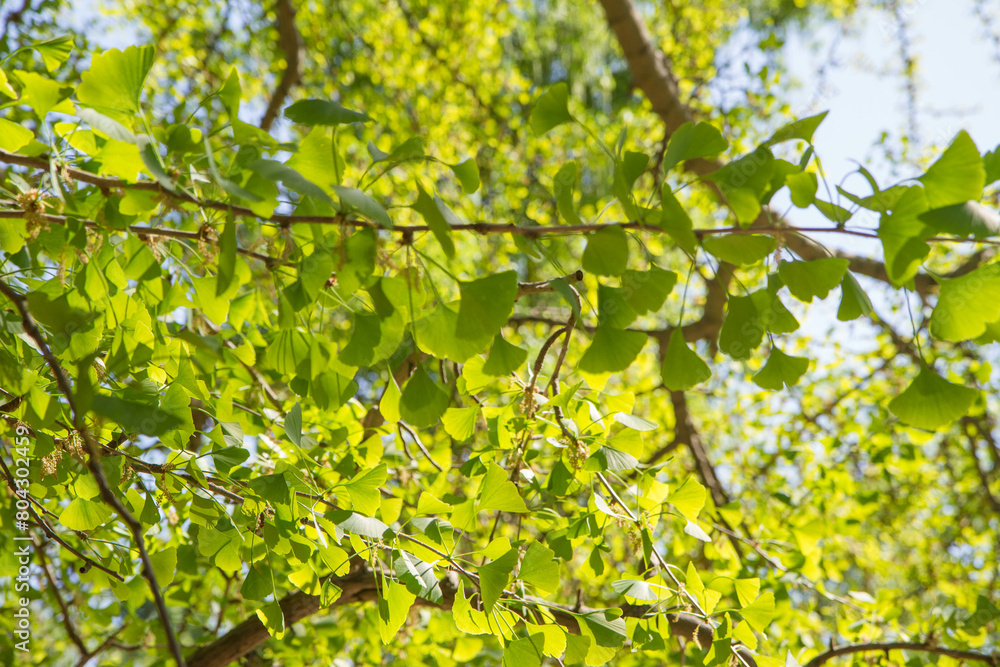 The Ginkgo biloba (maidenhair tree) tree seen upwards The Ginkgo biloba (maidenhair tree) tree seen upwards