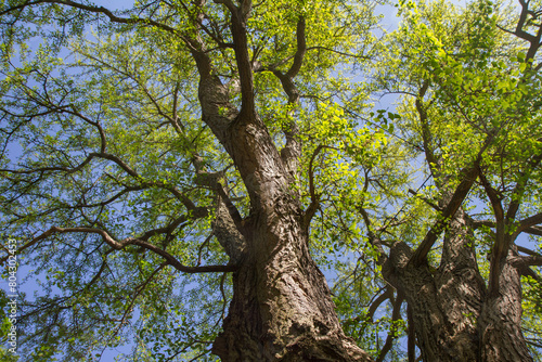 The Ginkgo biloba (maidenhair tree) tree seen upwards