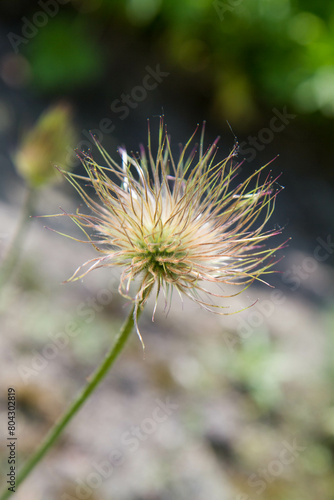 The pasque flower (Pulsatilla) fruit in close up