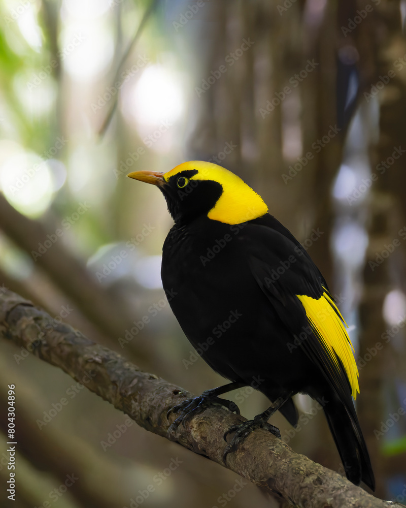 Fototapeta premium Male Regent Bow bird perched on a tree branch in a lush forest setting