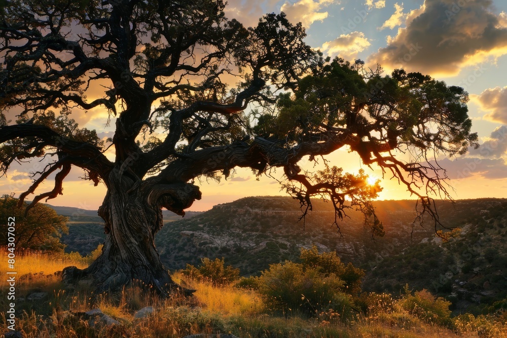 A very old gnarled tree stands in a meadow in the sunset.