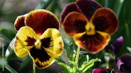 Viola tricolor. Viola plant with violet flower , Viola, Common Violet, pansy flower. delicate blue, purple and yellow flowers in the garden, in the flowerbed. floral background. close-up. vertically photo