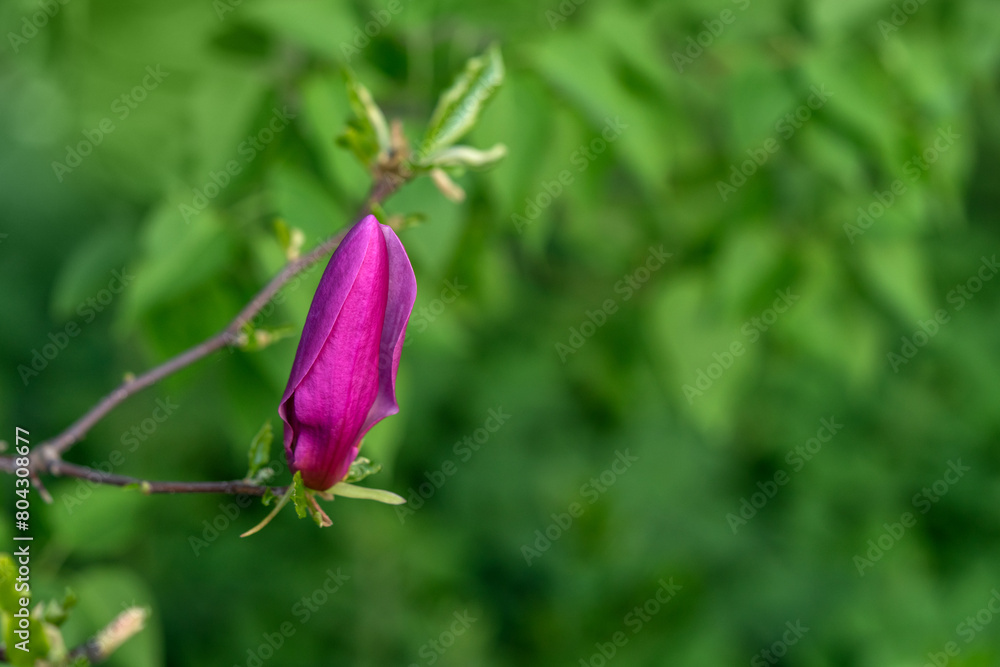 A pink bud of a magnolia flower on a branch in close-up. A beautiful blooming spring tree A pink bud of a magnolia flower on a branch in close-up. A beautiful blooming spring tree