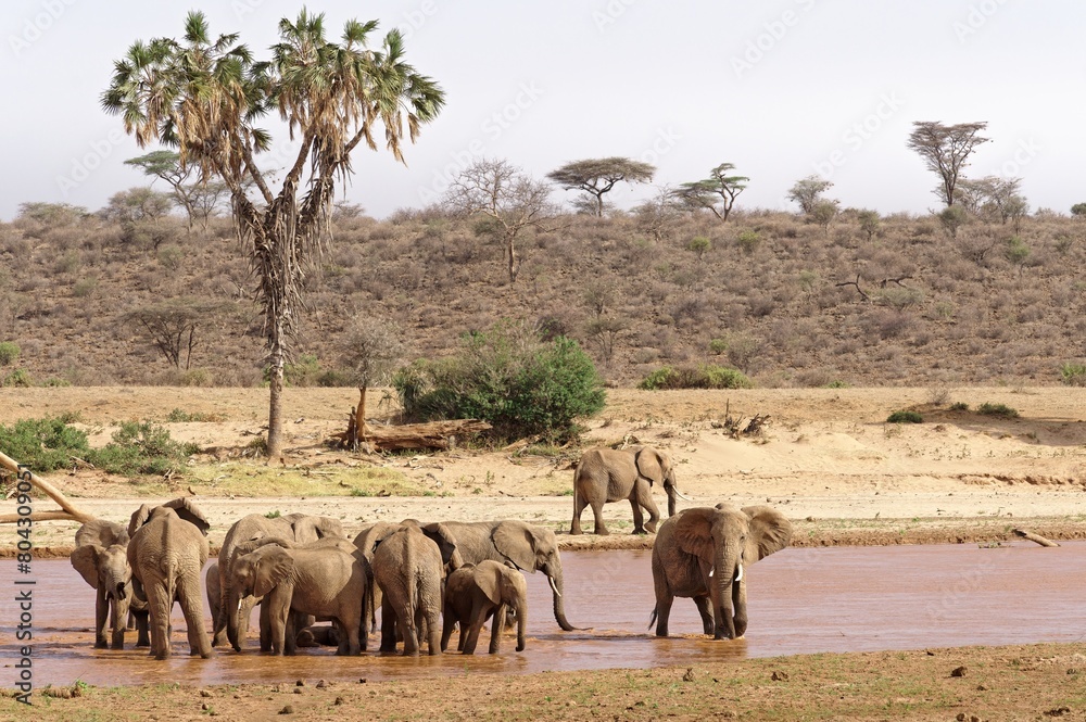 Fototapeta premium View of a group of elephants drinking water in a lake that has dried up due to the hot weather I think this is a very beautiful view, a photo of a group of elephants drinking water, with views of th