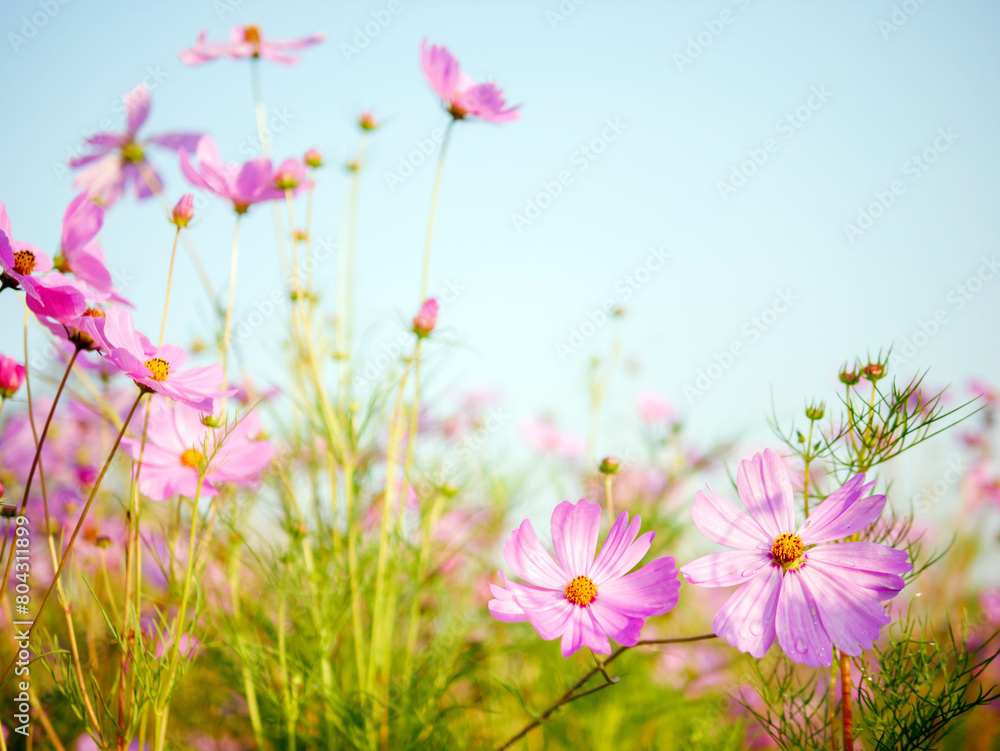Beautiful cosmos flower field and blue sky. Low angle view nature cosmos flower wallpaper background.
