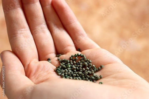 Hand mit Samen symbolisiert Neuanfang, Wachstum Potential und Frühling sowie landwirtschaftliche Arbeit