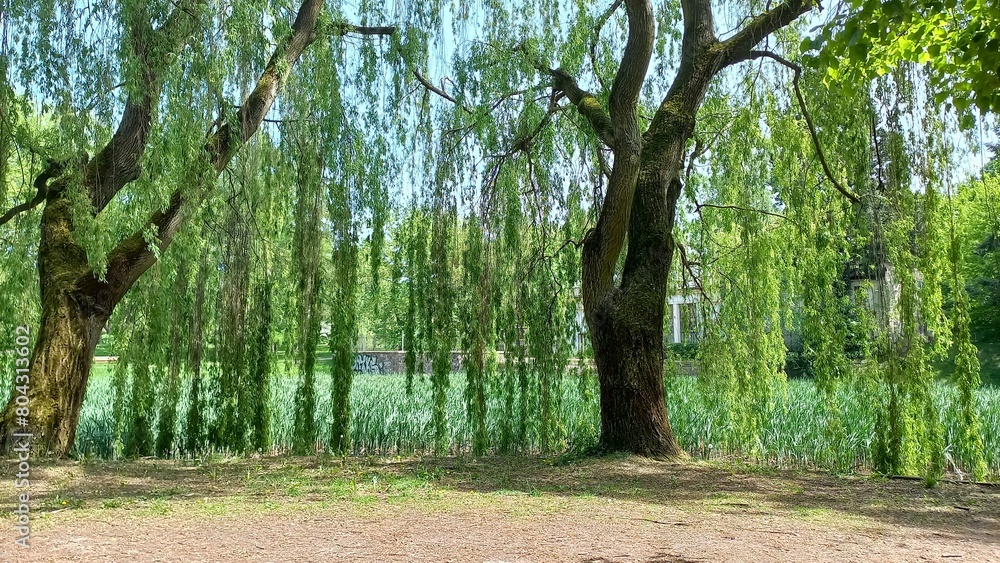 Obraz premium Green willows near a pond in the park