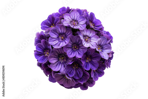 Heliotrope bloom beauty Isolated on transparent background