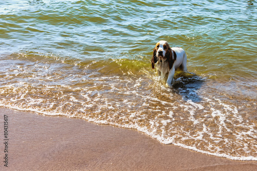 Basset Hound, going out of the sea