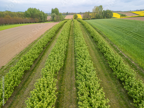 Spring blackcurrant bushes in the cultivated field