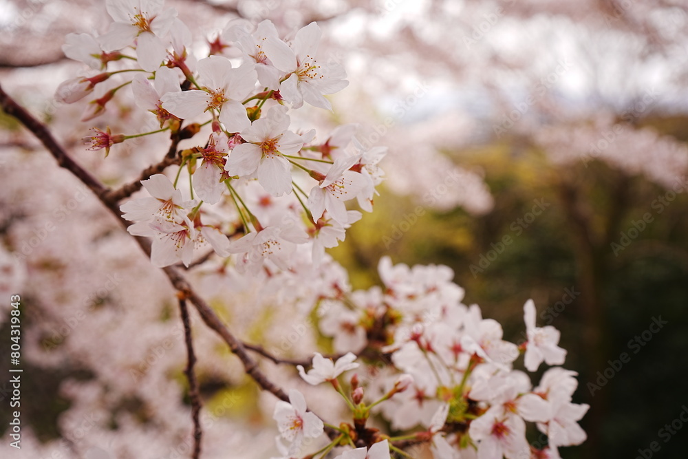 Wakayama-jo Castle with Spring Cherry Blossom in Wakayama, Japan - 日本 和歌山県 春の和歌山城 Wakayama-jo Castle with Spring Cherry Blossom in Wakayama, Japan - 日本 和歌山県 春の和歌山城