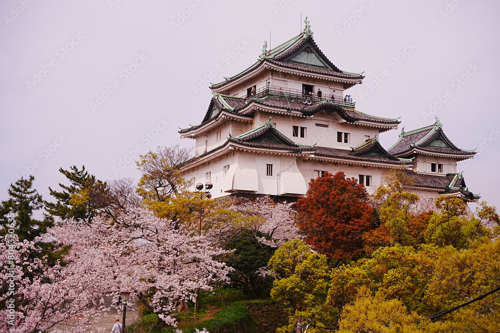 Wakayama-jo Castle with Spring Cherry Blossom in Wakayama, Japan - 日本 和歌山県 春の和歌山城 Wakayama-jo Castle with Spring Cherry Blossom in Wakayama, Japan - 日本 和歌山県 春の和歌山城