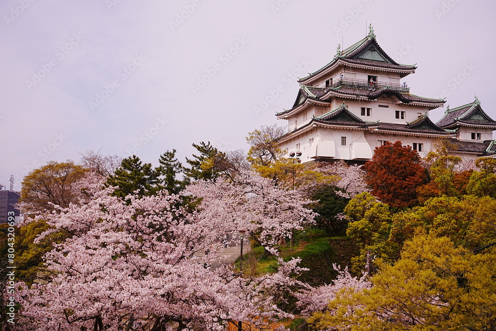 Wakayama-jo Castle with Spring Cherry Blossom in Wakayama, Japan - 日本 和歌山県 春の和歌山城 Wakayama-jo Castle with Spring Cherry Blossom in Wakayama, Japan - 日本 和歌山県 春の和歌山城