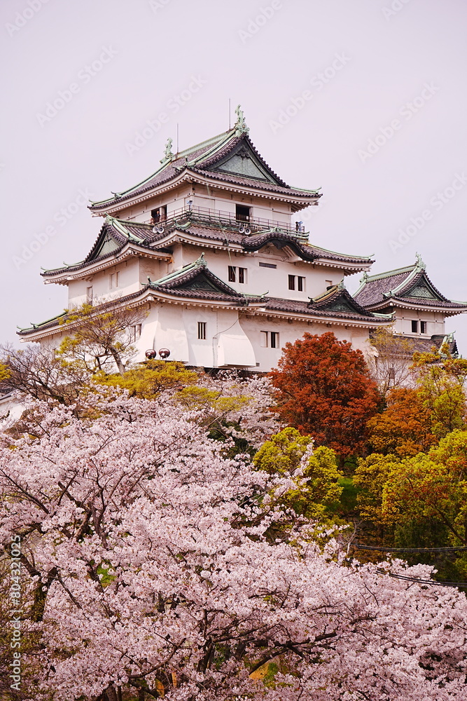 Wakayama-jo Castle with Spring Cherry Blossom in Wakayama, Japan - 日本 和歌山県 春の和歌山城