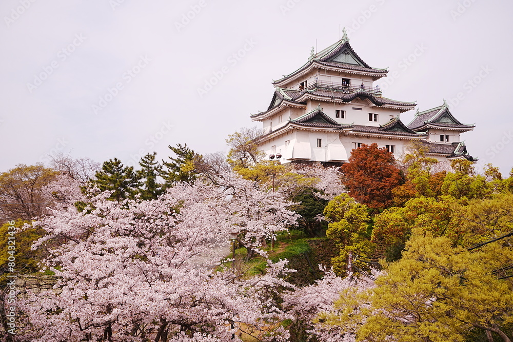 Wakayama-jo Castle with Spring Cherry Blossom in Wakayama, Japan - 日本 和歌山県 春の和歌山城 Wakayama-jo Castle with Spring Cherry Blossom in Wakayama, Japan - 日本 和歌山県 春の和歌山城