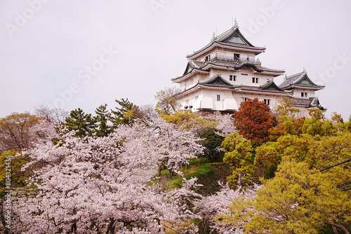 Obraz na płótnie Wakayama-jo Castle with Spring Cherry Blossom in Wakayama, Japan - 日本 和歌山県 春の和歌山城 w salonie