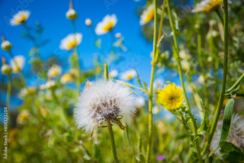 Low angle view of a flower field with dandelion seed head in the foreground.