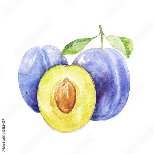 Plum watercolor composition, food illustration  (ID: 804324057)