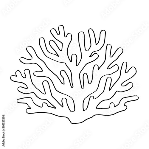 sea white coral, coral bleached lifeless, isolated on white background