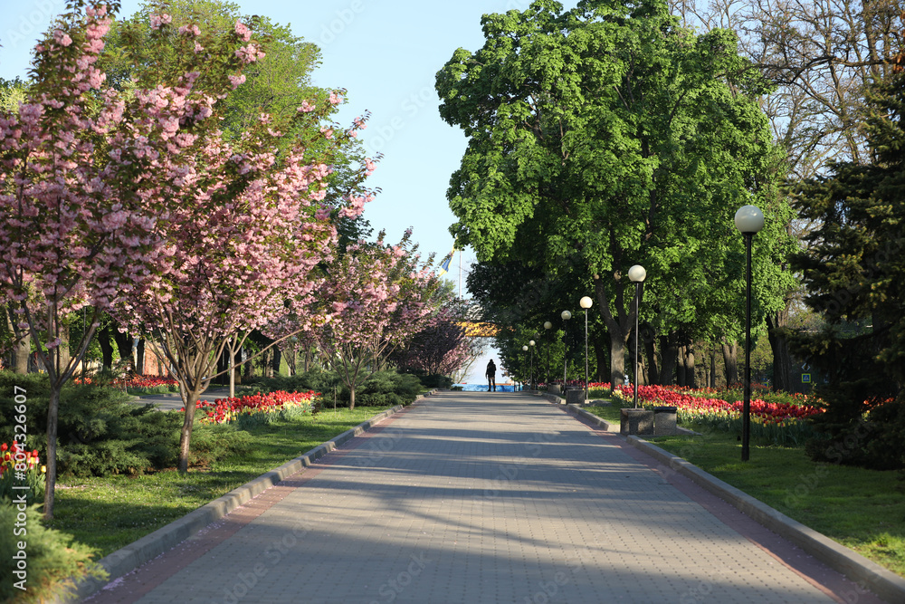 Spring field with pattern of beautiful tenderness white tulips
