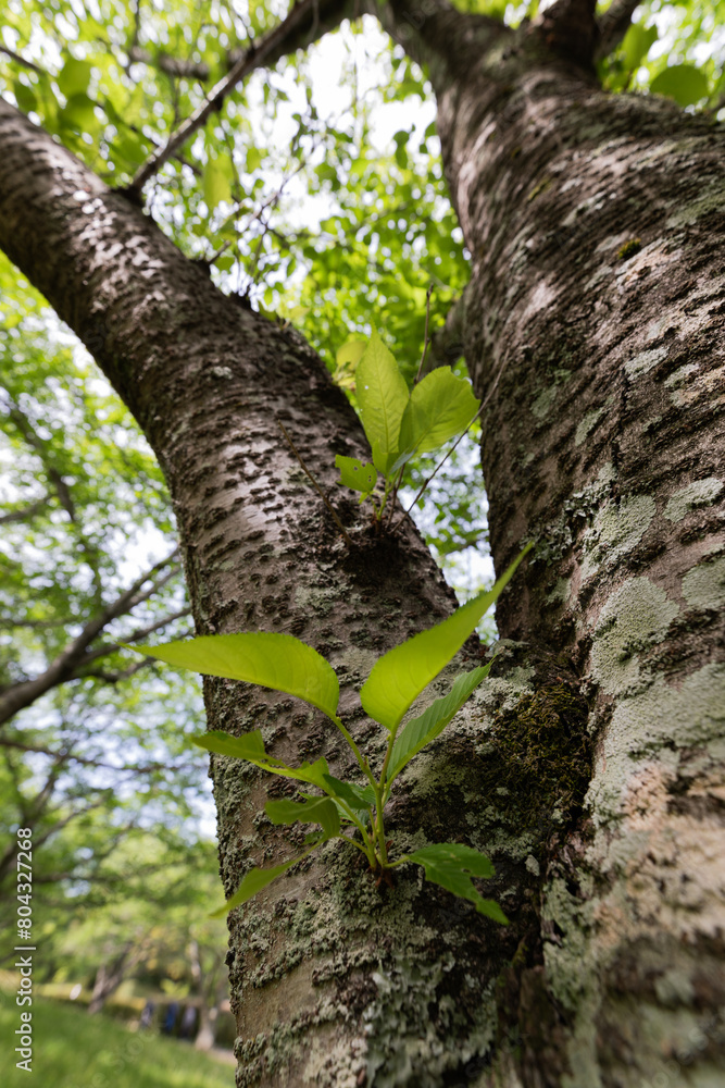 木から芽生えた新しい芽