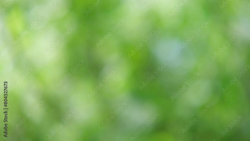 Blurred summer natural background. Juicy and bright backdrop. Beautiful defocused leaves. Abstract nature. Natural Bokeh effect with sun rays. Green color light bokeh nature background. Greenery. Blurred summer natural background. Juicy and bright backdrop. Beautiful defocused leaves. Abstract nature. Natural Bokeh effect with sun rays. Green color light bokeh nature background. Greenery.