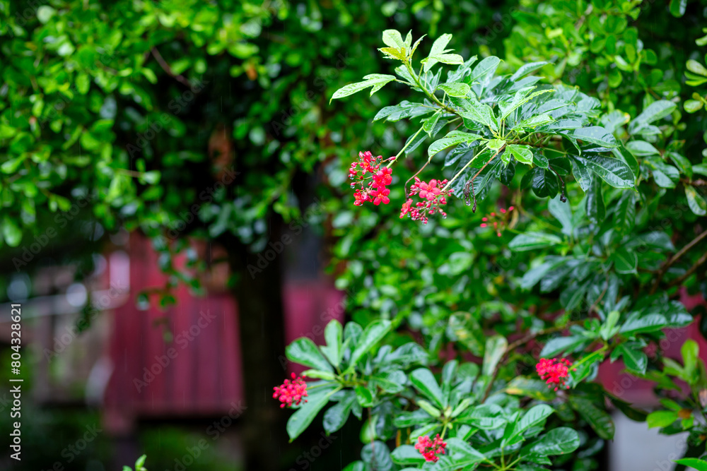 selective focus Jatropha integerrima Jacq, red flowers and shady ornamental plants, beautiful flowers during the rainy season that look juicy