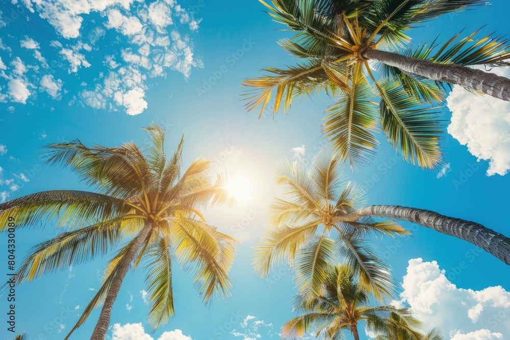 A sunny blue sky with palm trees, summer concept, Tropical Tree, tropical landscape. A sunny blue sky with palm trees, summer concept, Tropical Tree, tropical landscape.
