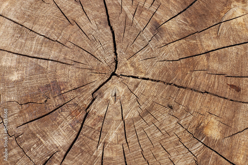 Cross section of tree