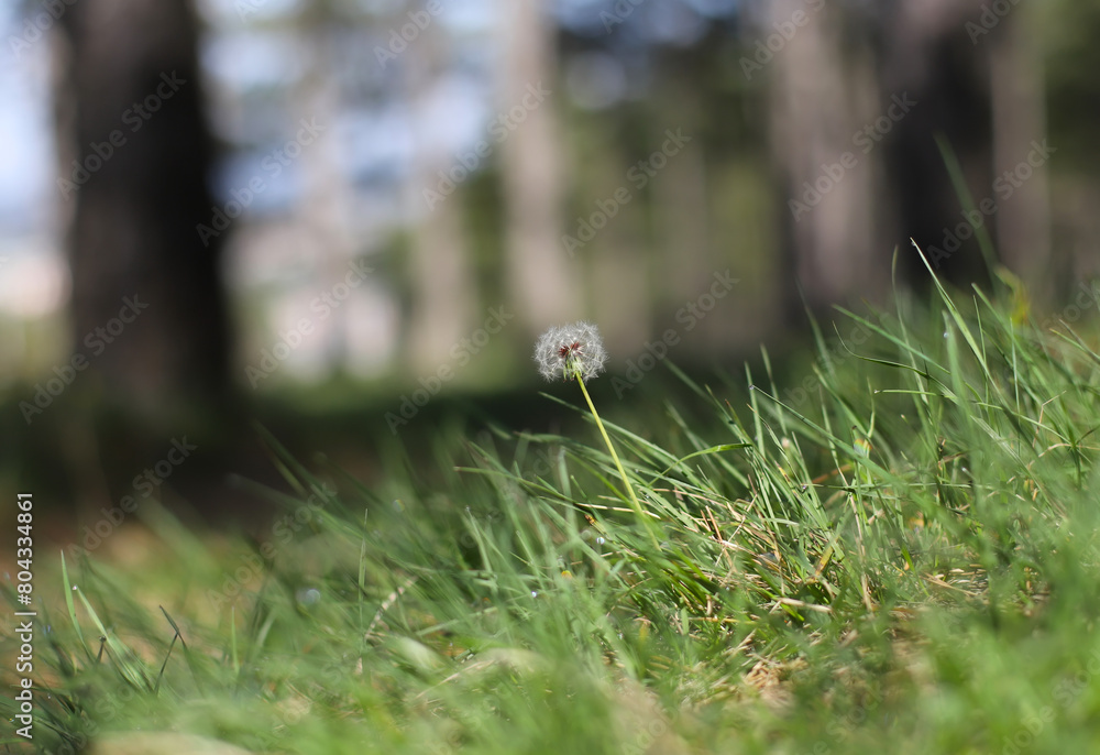 Obraz premium One dandelion in the forest