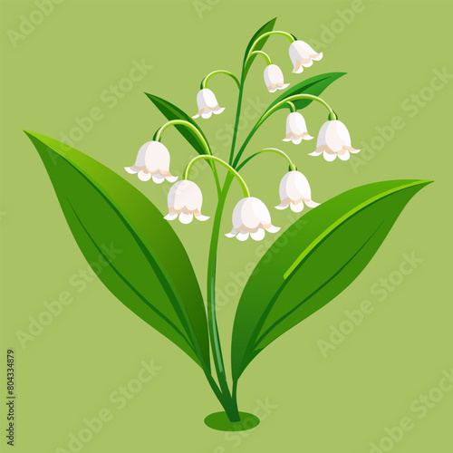 Close and clear: vector illustration of a lily of the valley
