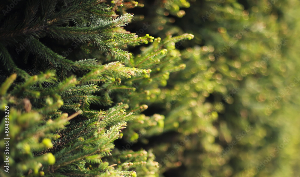 Fototapeta premium Norway spruce plant (Picea abies)