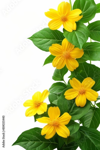 Yellow Flowers and Green Leaves on White Background