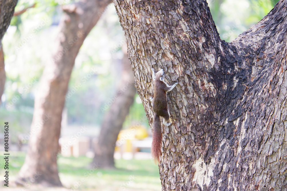 Obraz premium Squirrel perched on a tree.