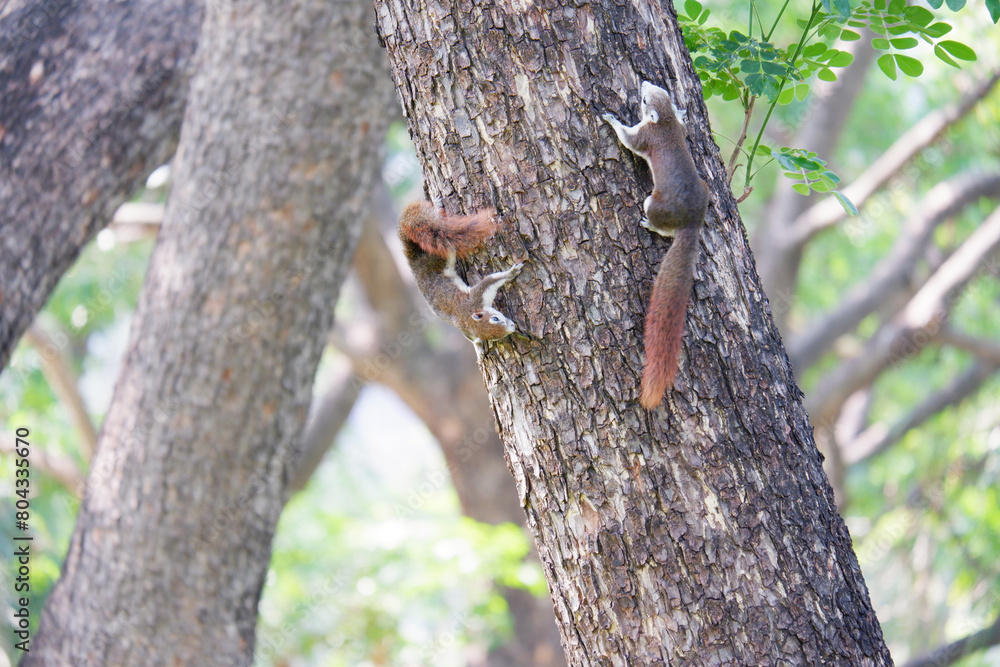 Obraz premium Squirrel perched on a tree.
