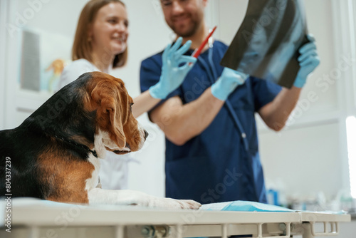 With x-ray. Two veterinarians are working with beagle dog in clinic