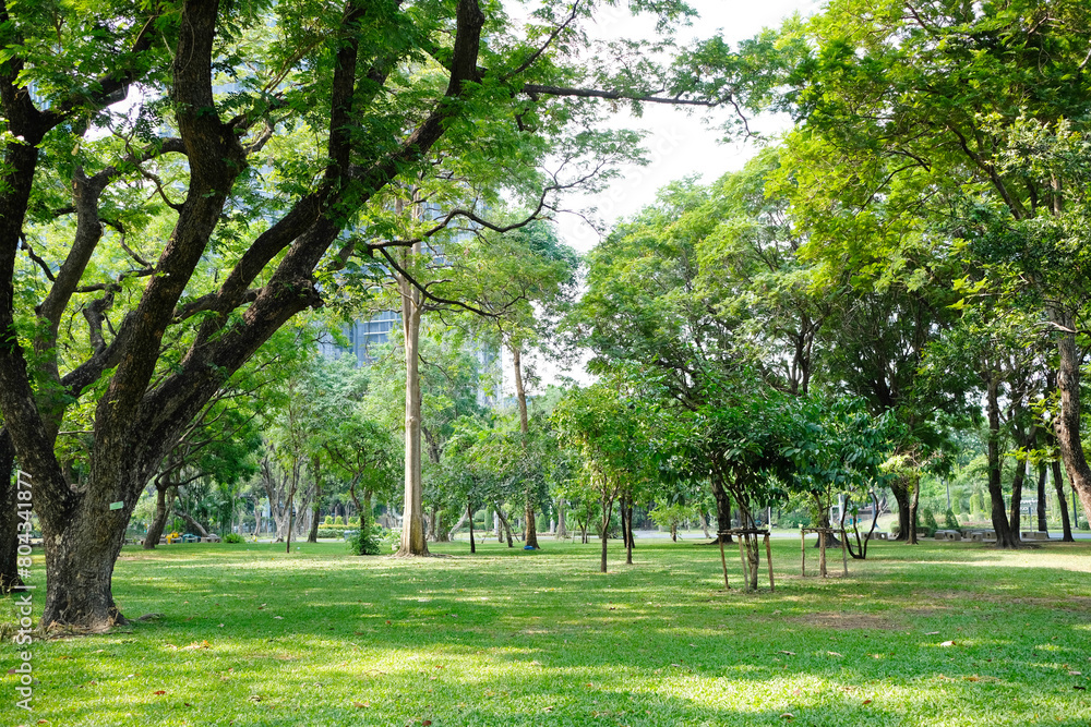 green tree or green forest.